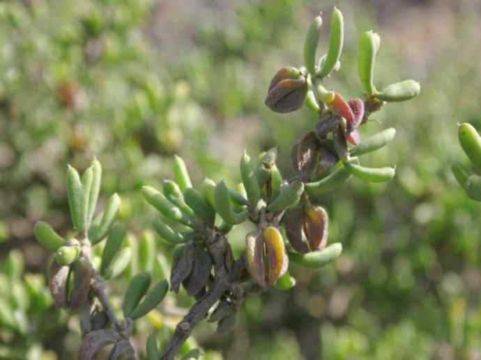 鱼类活化石：齿蝶鱼