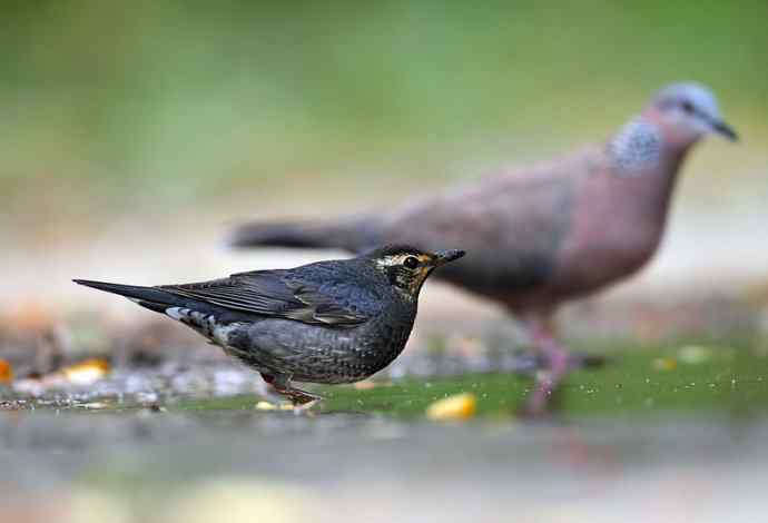 ［让梦想不再奢侈］（我眼中的白眉地鸫和灰背鸫）