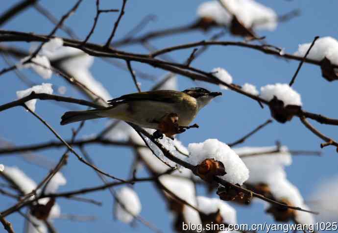 雪中觅食的白头鹎