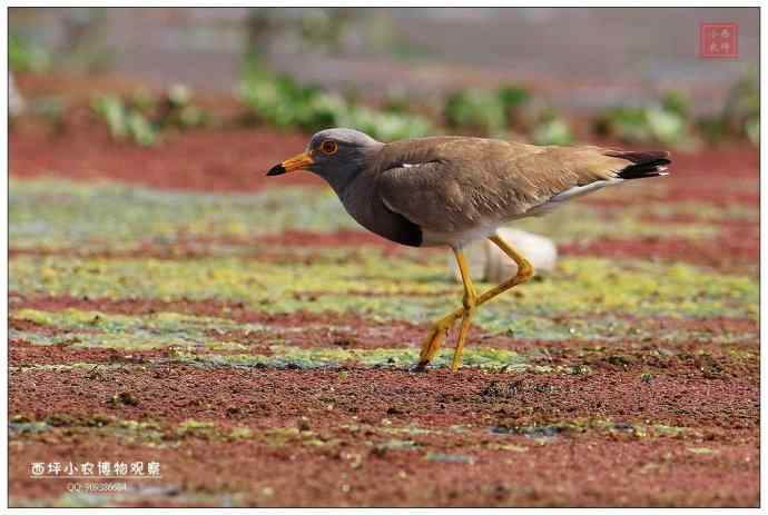 随州厥水河 随州厥水河