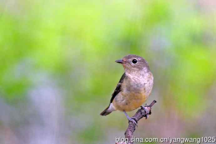 雌性白眉姬鹟（16）