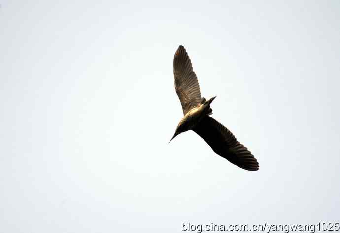 飞(夜鹭)24 飞(夜鹭)24