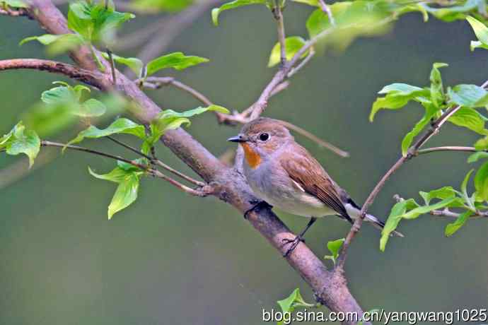 雄性红喉姬鹟（17）