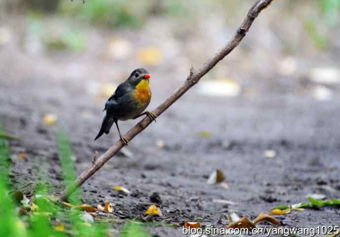又遇相思鸟(1) 又遇相思鸟(1)