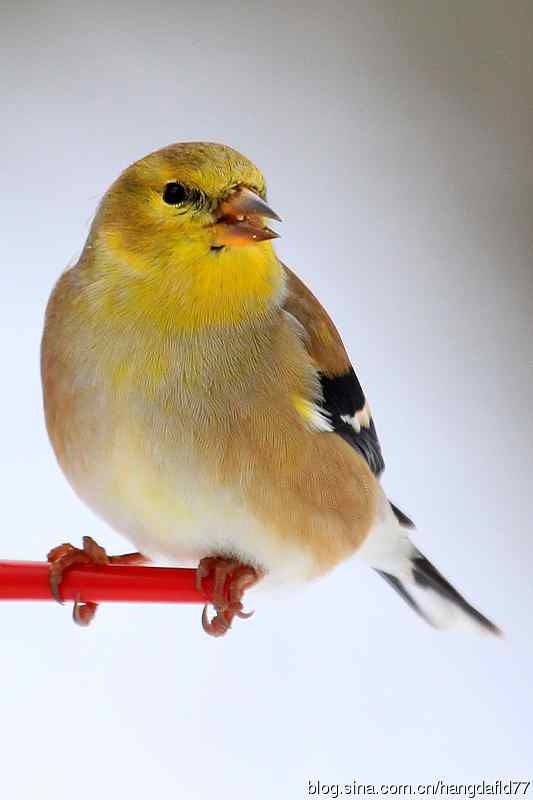 美国鸟类摄影——冬雀图：美洲金翅雀