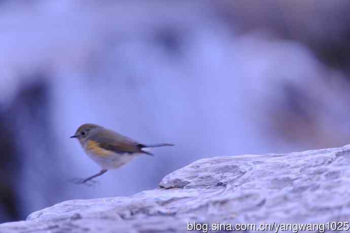 雌性红胁蓝尾鸲(33) 雌性红胁蓝尾鸲(33)