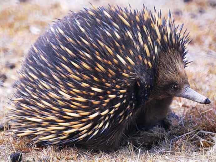 盘点十二大著名食蚁动物：短吻针鼹