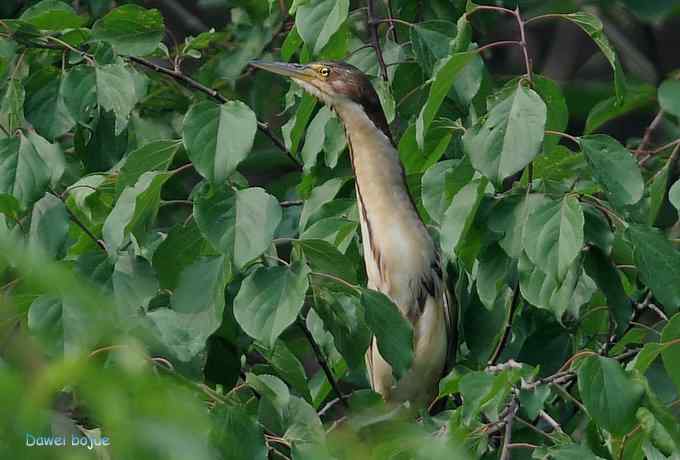 再拍:白眉.紫背和黄鹂 再拍:白眉.紫背和黄鹂