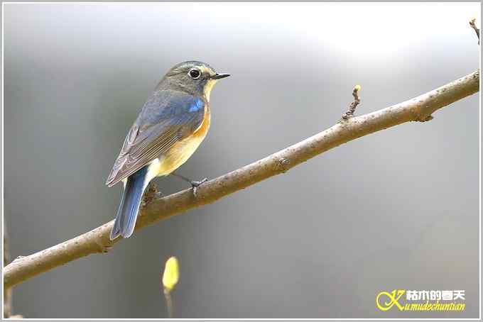 鸟上枝头【照片】 鸟上枝头【照片】