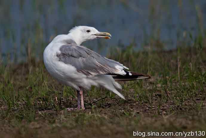 康西草原——孤独的银鸥（组图，7张图片）