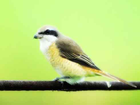 天生猎手：非猛禽类猎手之二（雀鸟也是屠夫——伯劳）