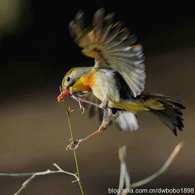 相思趣拍 贺三八国际妇女节