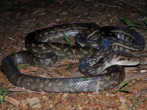 龙：传说的兽原型探秘（树蟒类）