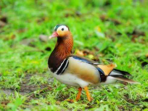 家禽驯化之源之七