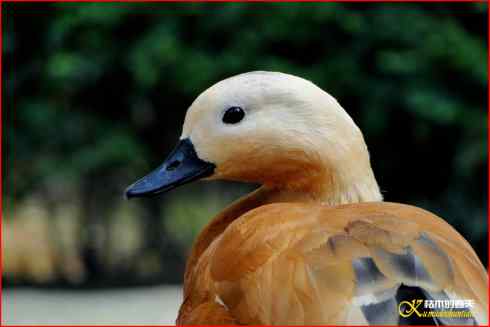 鈥湸蚰疋澬律睢菊掌