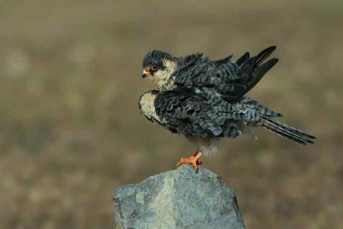 野鸭湖车拍阿穆尔隼