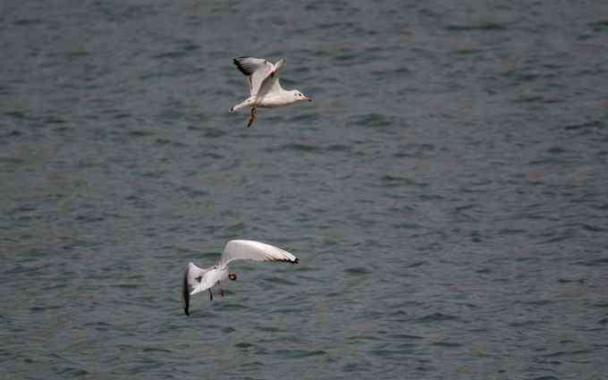 三家店水库今天突现大批迁徙海鸥（组图）