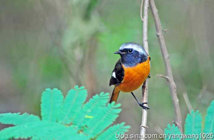 雄性北红尾鸲（16）