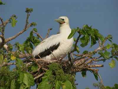 红脚鲣鸟的敌人与朋友