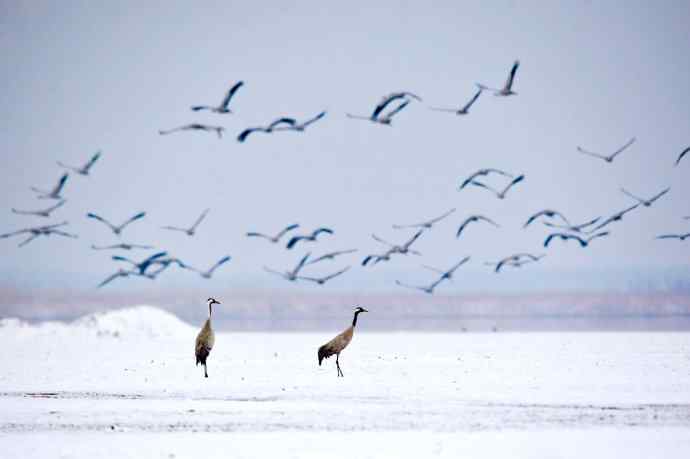 春寒料峭野鸭湖
