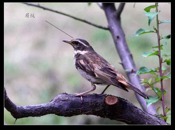 武汉观鸟会初级观鸟讲座[第6课]——武汉大学的鸫
