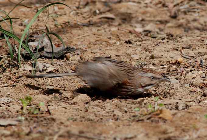 三只小鸟 wbr满园春色