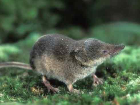 动物世界：山寨还是原创之十三