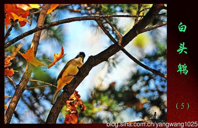 白头鹎（5）
