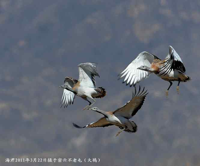 濒危的国家一类保护珍禽(大鸨)