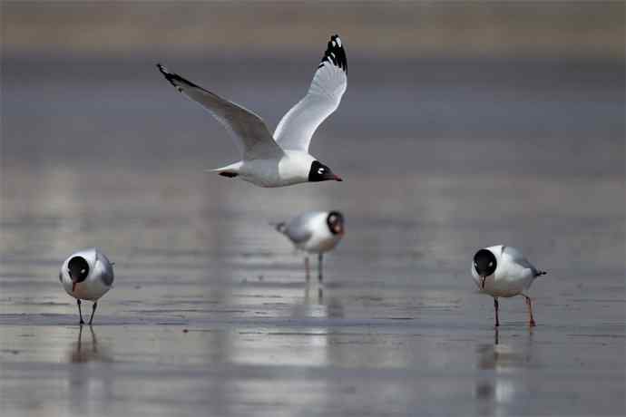 人类曾经遗失的鸥鸟---遗鸥