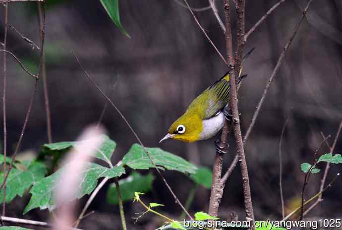 红胁绣眼鸟（5）