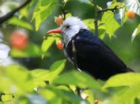 白头鸟系列:另类的美丽（黑短脚鹎）