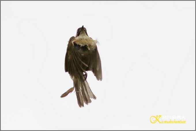 一组高光鈥湴淄佛氢潯菊掌