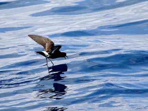 奇特的盔：雪海燕