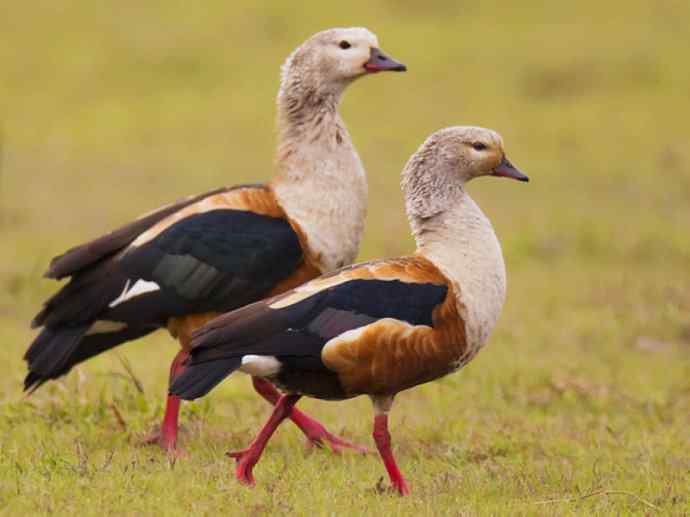 犬科：狐亚科伪狐属之高地狐、河狐、秘鲁狐