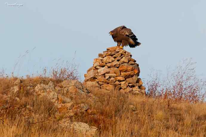 草原有约. wbr夕阳下与草原雕一家敖包相会