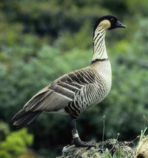 雁鸭之最之九（夏威夷雁、湍鸭、鹊雁）