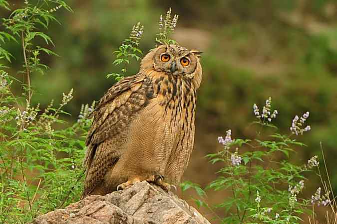 雕鸮15分钟内的憨态