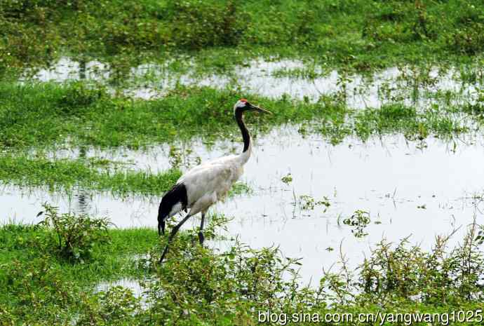 北京麋鹿苑的鸟类——悠闲的丹顶鹤