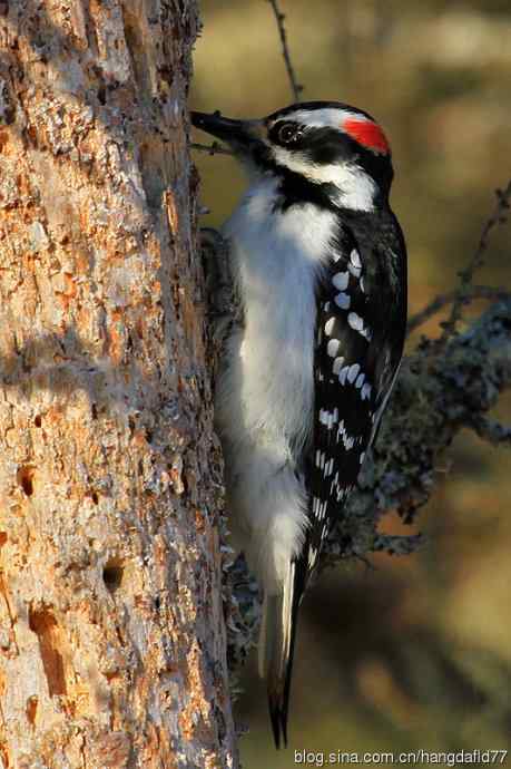 毛发啄木鸟（3）