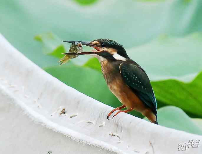 圆明园&nbsp;wbr路&nbsp;wbr小翠吃大鱼