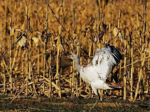 鸟类之最：大鸨