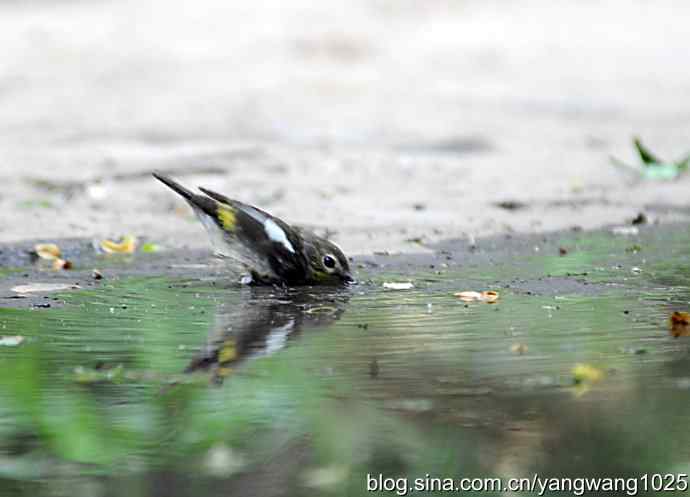 白眉姬鹟（雌）