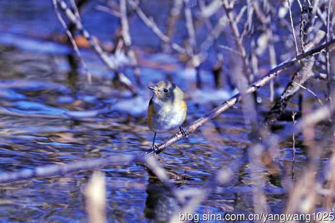 雌性红胁蓝尾鸲(36)