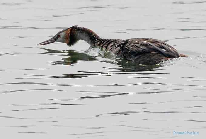 颐和园的凤头