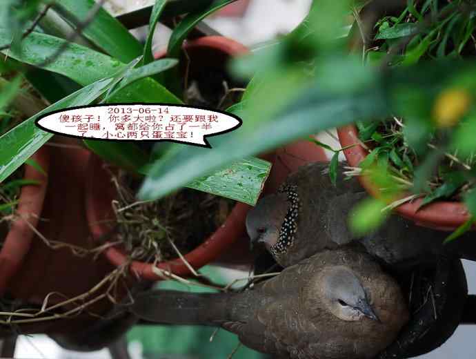 人鸟情未了-闹市十五楼珠颈斑鸠育儿记