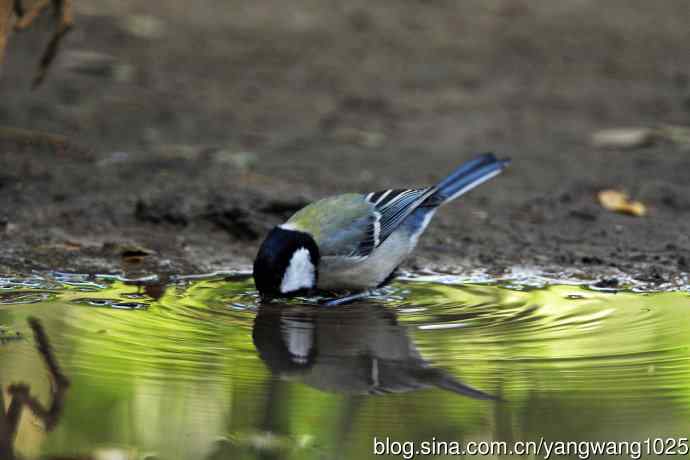 北京天坛公园的鸟类——大山雀（4）