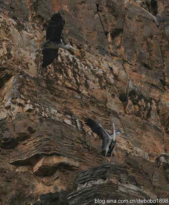 山光悦鸟性 wbr偶心竞翔飞 山光悦鸟性 wbr偶心竞翔飞