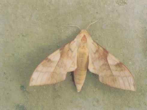 十大喜食蜂蜜动物：鬼脸天蛾