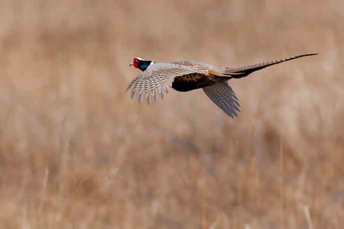 晨光里的环颈雉☆